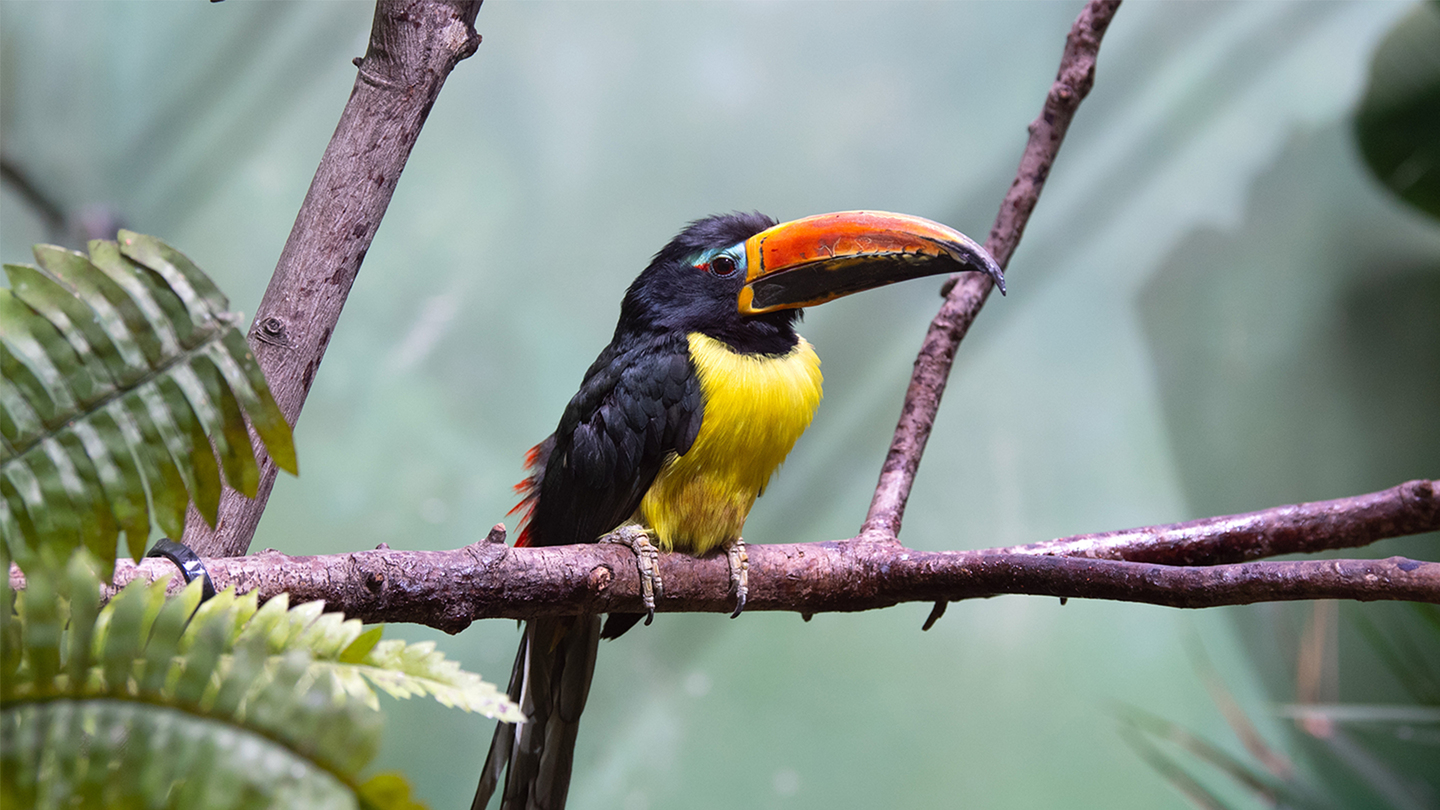 image of toucan